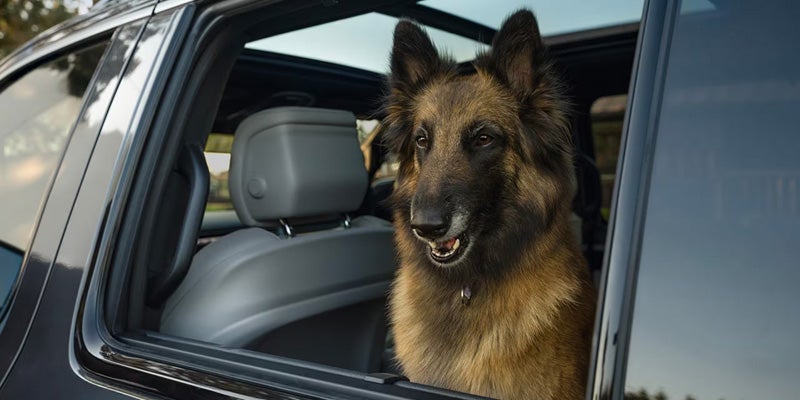 A long-haired Belgian Malinois dog with dark fur and tan accents looking out the open window of a black car.